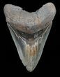 Serrated, Megalodon Tooth - Georgia #72801-1